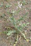 wild radish
